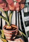 amaryllis
