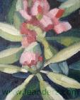 rhododendron_I