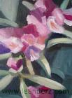 rhododendron_III