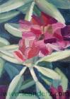 rhododendron_IV