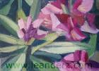 rhododendron_V